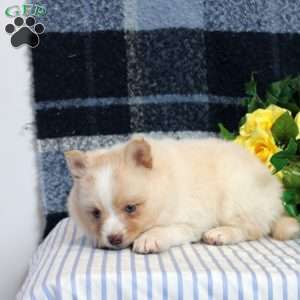 Felecity, Pomsky Puppy